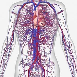 Human Body Blood Circulation